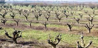 Líneas de ayuda abiertas en agricultura y ganadería
